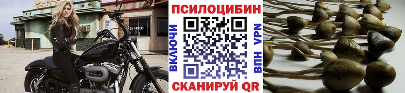 Псилоцибиновые грибы Psilocybine cubensis  Искитим 